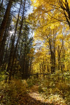 Road in the forest with autumn trees with bright orange foliage