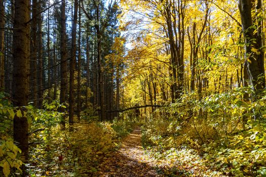 A road covered with fallen leaves passes between a dark wall of pine trees and the natural gold of Autumn maples.