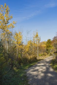 Three young birches grow on the side of the road in the city park