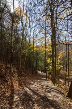 Two people walk after walking along the forest road to the exit from the forest