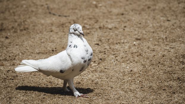 symbol of hope and peace White pigeon pose for portraiture eyes half closed