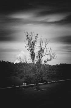 Isolated tree black and white photograph