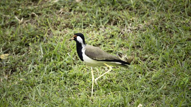 Red-wattled lapwing on a grass field in Sri Lanka known as "Kirala"