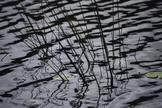 aquatic plants grass water ripples reflections close up image