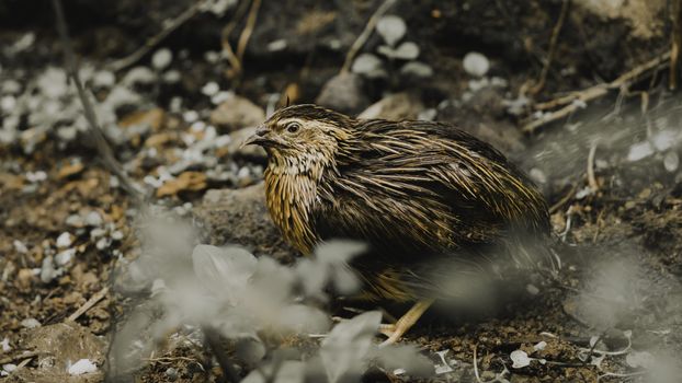 Male Quail bird in the wild animal portraiture