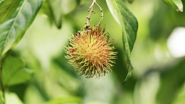 Isolated single delicious Rambutan fruit close up