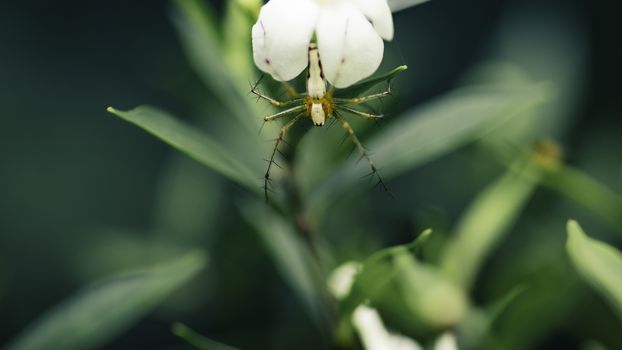 Orange colored small spider bug hangs on white flower macro