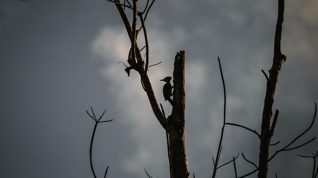 Woodpecker silhouette in the evening sun light hits tall tree branches