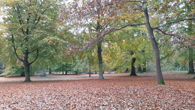 Autumn in the park, with leafs on the ground en trees in seasonal colors