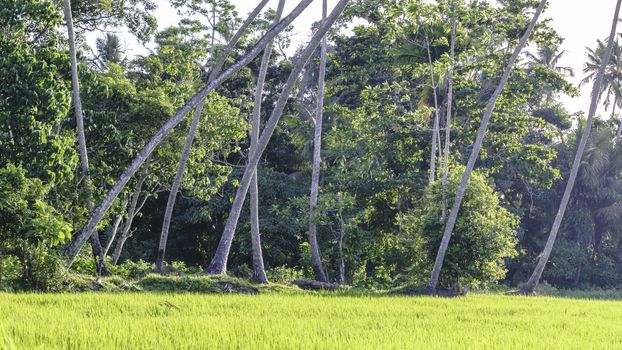 landscape photograph of a Coconut trees and paddy field village