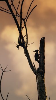 silhouette of a Woodpecker evening sunset golden skies photograph