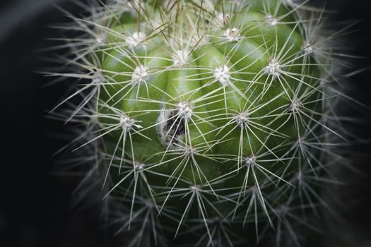 Green Cactus plant and its sharp needles close up micro photograph