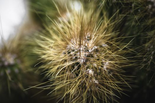 Cactus plants and its sharp needles close up micro photograph