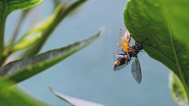 Crab spider ambushing a pollinator under the leaf macro photography