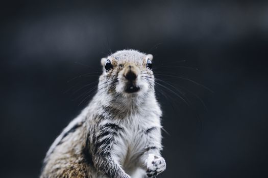 Curious looking female squirrel looking forward right at the camera