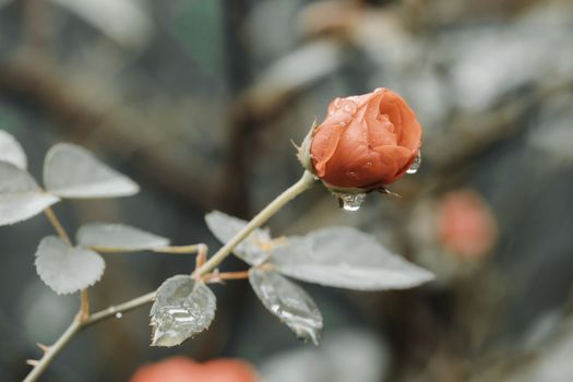 Isolated rose flower bud blooming in the morning from side closeup