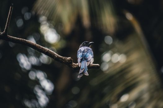 Sri lanka bird crested drongo is looking for a pray sitting in the branch soft background