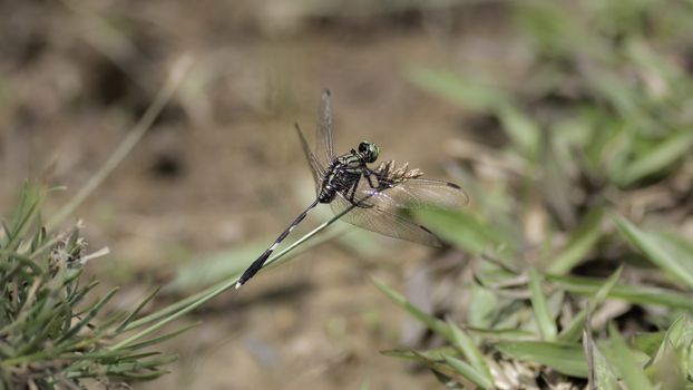 Dragonfly collecting pollen from grass plants