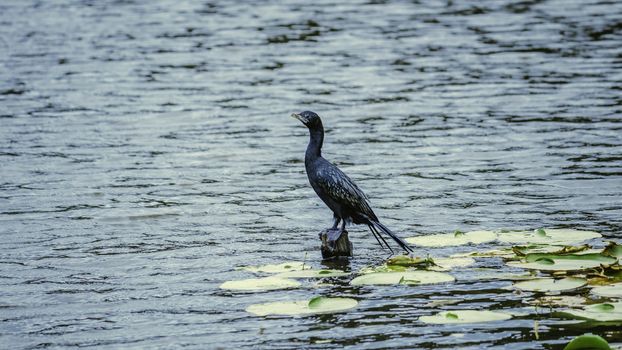 Little Cormorant bird Resting and Keep an eye out on Wooden pole in Hiyare Reservoir