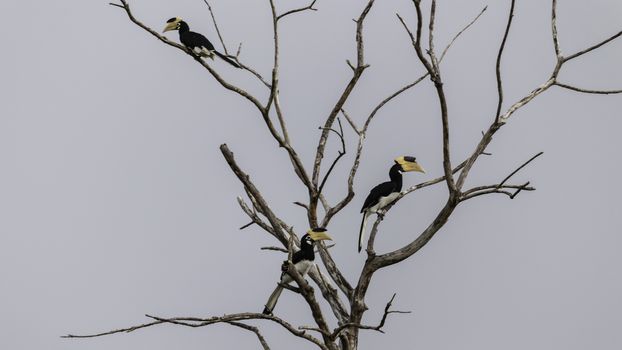 Great Hornbill Birds Resting on a dead tree