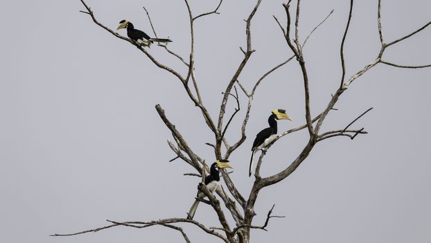 Great Hornbill Birds Resting on a dead tree