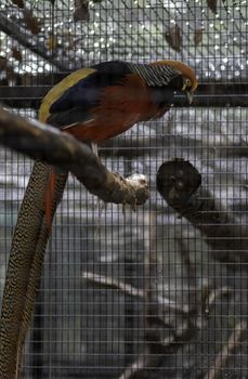 Golden Pheasant bird side view