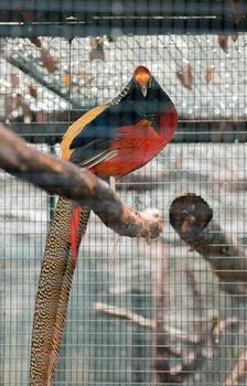 Golden Pheasant looks directly forward, perched on a branch