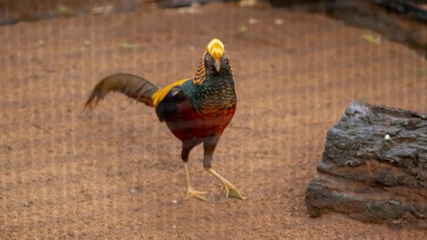 Black Golden Pheasant Take a look at the camera on the ground in its cage