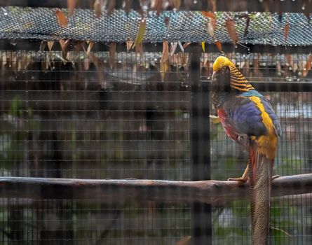 Black Golden Pheasant Turns his neck while perched on his cage for photograph