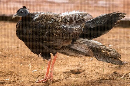 Great Argus Pheasant bird Standing still feathers all wet