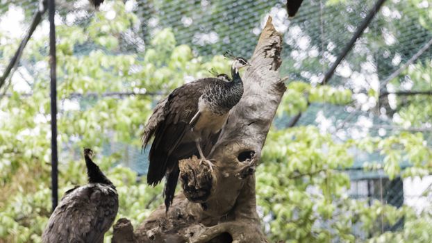 Beautiful Brown Color peafowls in tree trunk Resting.