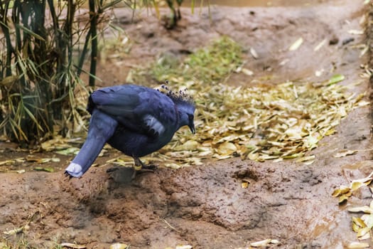 Blue Victoria Crowned Pigeon on the ground searching for food