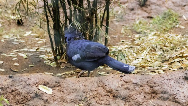 Blue Victoria Crowned Pigeon on the ground