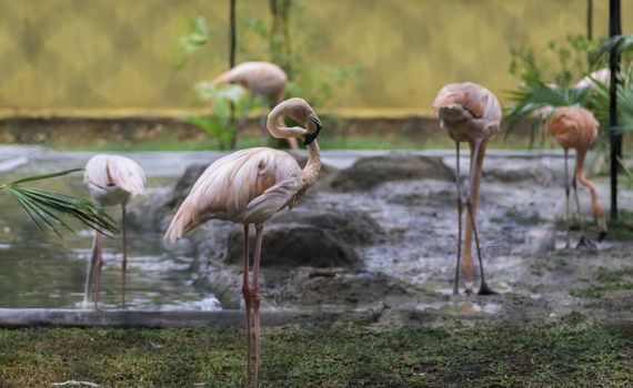 Flock of Greater Flamingo birds near pond Resting and searching food in water