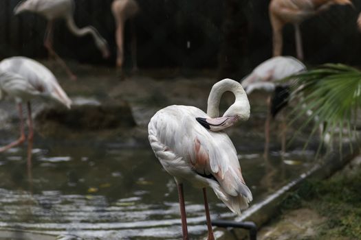 Greater Flamingo long neck beak Cleans his feathers in birds park, Hambantota.