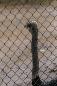 Ostrich bird behind the nets watching out keep necks up