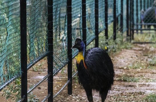 Colorful Cassowary bird walking forward near netted fence