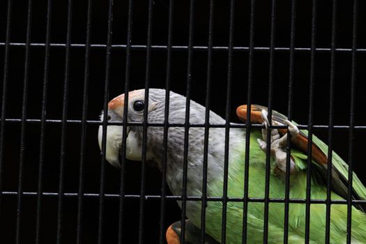 Senegal parrot silver neck looking curious hanging in cage net