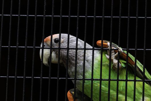 Senegal parrot silver neck looking curious hanging in cage net Closeup