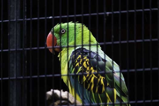 Great-billed Parrot Furious looking Eyes Closeup