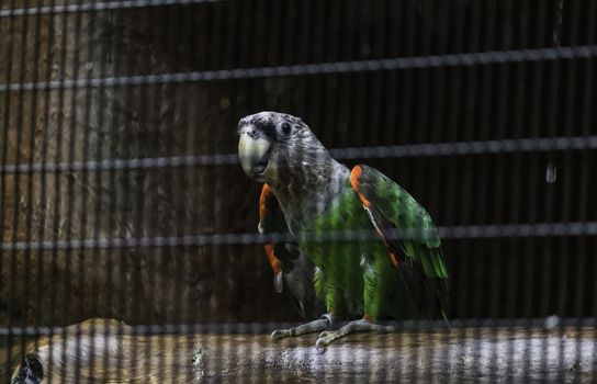 Senegal parrot silver neck looking curious