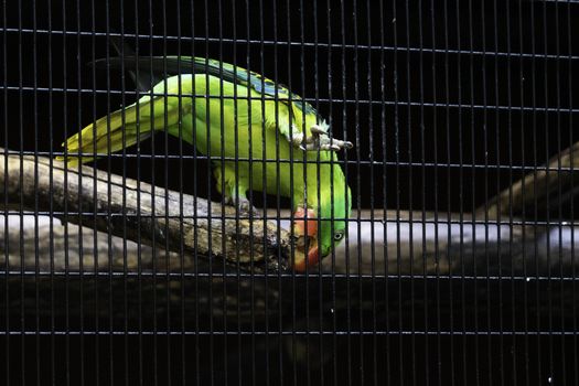 Great-billed Parrot Eats branch, Trying to escape