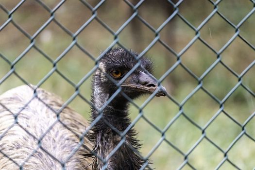 Caged Emu Flightless Bird's Eye Close up photograph