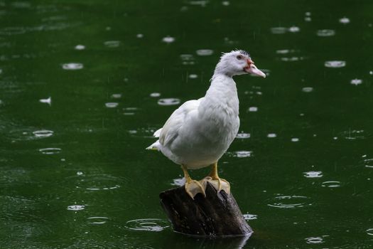 white duck Sitting on wooden pole and keep an eye out, green waters