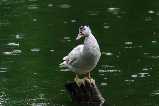 white duck Sitting on wooden pole and keep an eye out, green waters