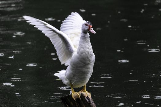 white duck ready to fly on wooden pole, green waters