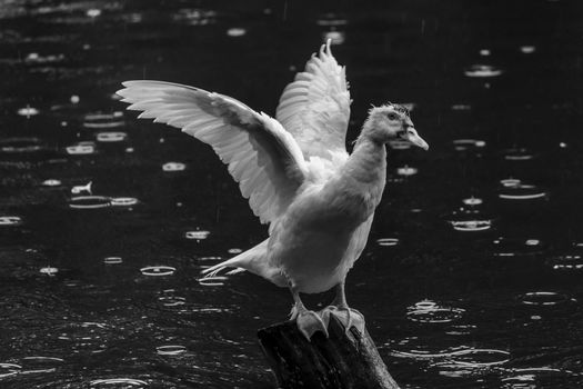 Showing its wingspan white duck on wooden pole, green waters Black and white photo