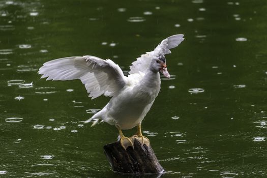 Showing its wingspan white duck on wooden pole, green waters