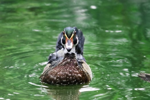 Wood Duck Swiming in Green Waters, Birds Park in Hambantota