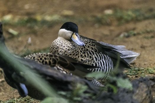 Silver Teal Ducks in Birds park, Hambantota, Sri Lanka